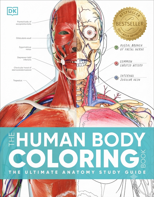 The Human Body Coloring Book: The Ultimate Anatomy Study Guide, Second Edition -- DK